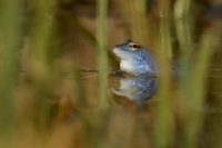 Skokan ostronosy - Rana arvalis - Moor Frog 9415